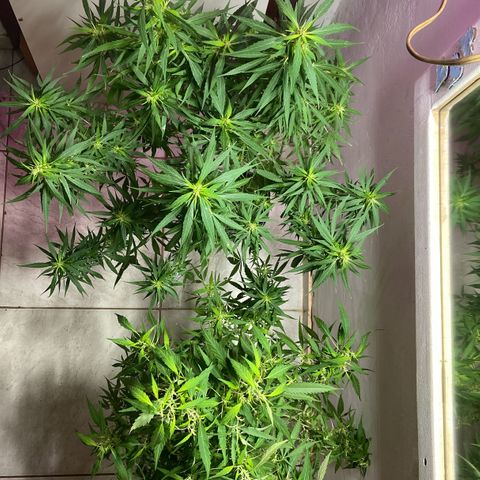 Kalie jane growlog timeline photo