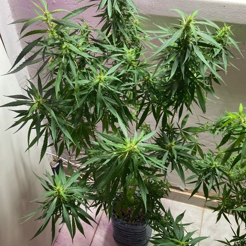 Kalie jane growlog timeline photo