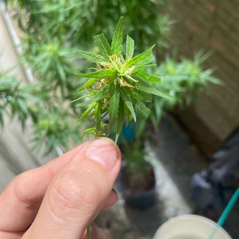 Kalie jane growlog timeline photo