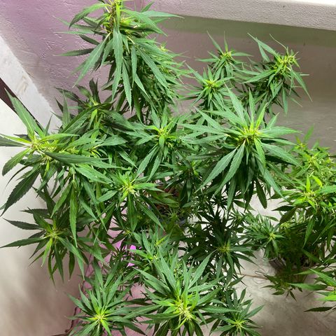 Kalie jane growlog timeline photo