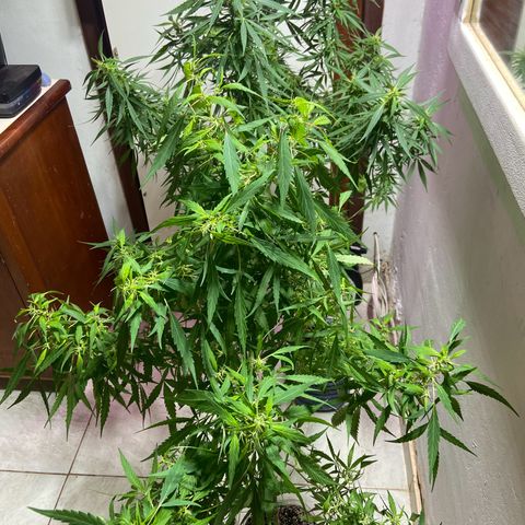 Kalie jane growlog timeline photo