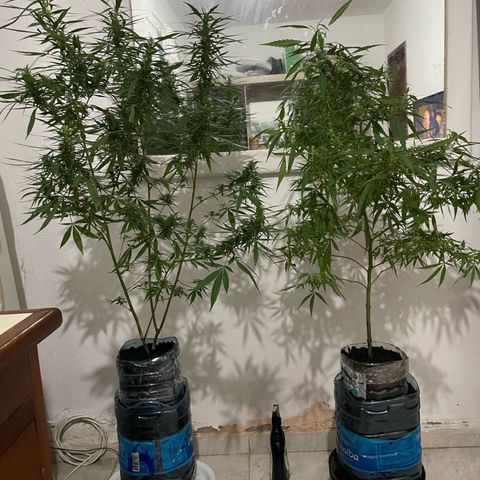 Kalie jane growlog timeline photo