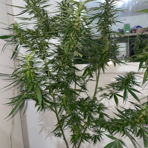 Kalie jane growlog timeline photo