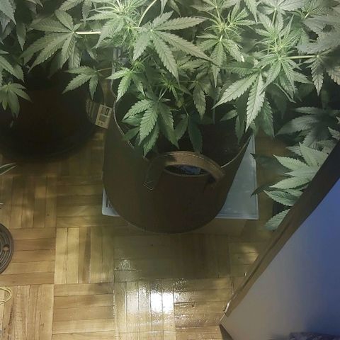 Sweet skunk auto  growlog timeline photo