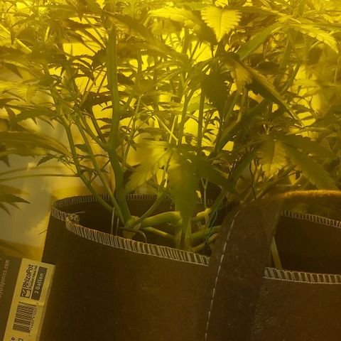 Sweet skunk auto  growlog timeline photo