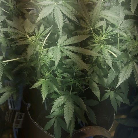 Sweet skunk auto  growlog timeline photo