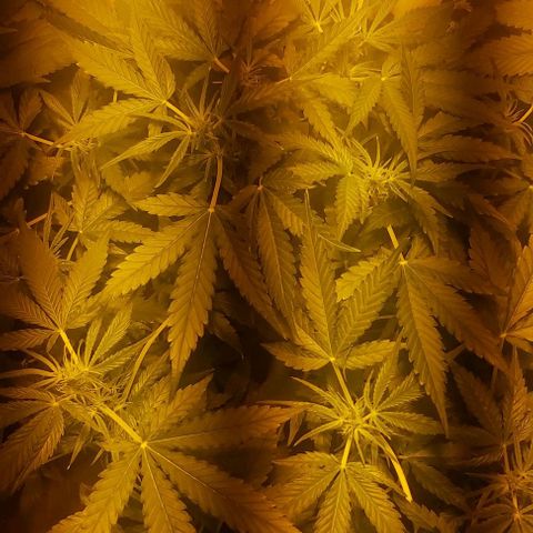 Sweet skunk auto  growlog timeline photo