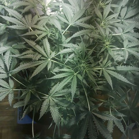 Sweet skunk auto  growlog timeline photo