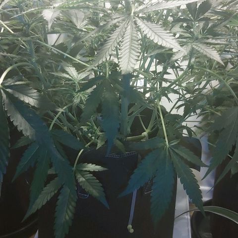 Sweet skunk auto  growlog timeline photo