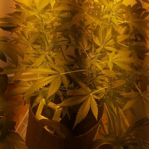 Sweet skunk auto  growlog timeline photo