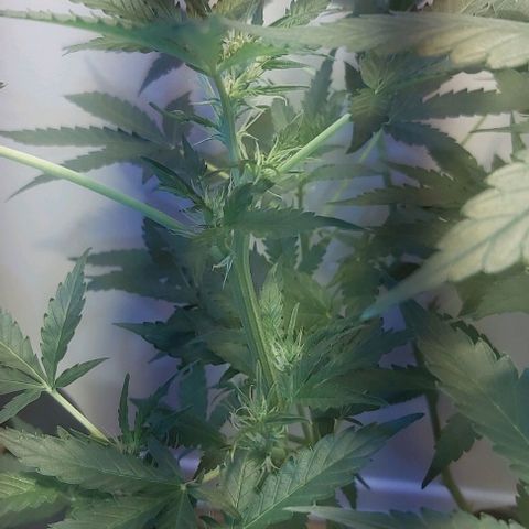 Sweet skunk auto  growlog timeline photo