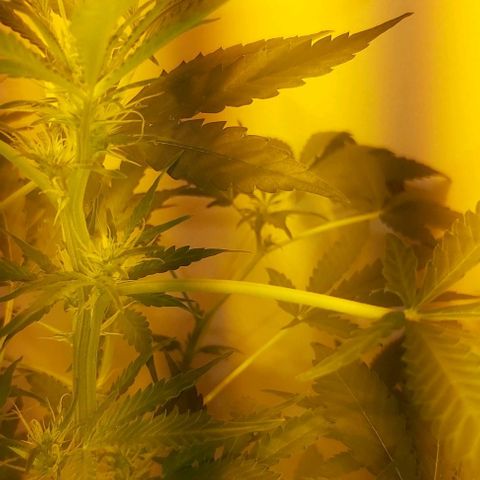 Sweet skunk auto  growlog timeline photo