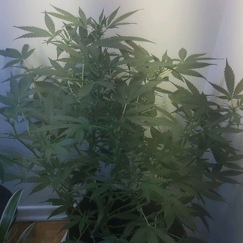 Sweet skunk auto  growlog timeline photo