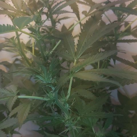 Sweet skunk auto  growlog timeline photo