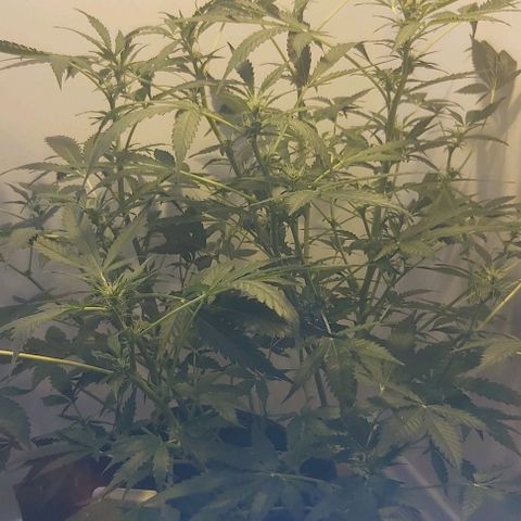Sweet skunk auto  growlog timeline photo