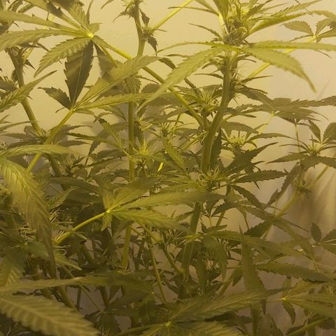 Sweet skunk auto  growlog timeline photo