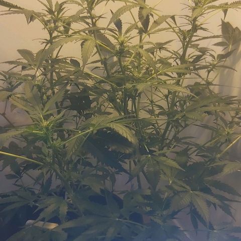 Sweet skunk auto  growlog timeline photo