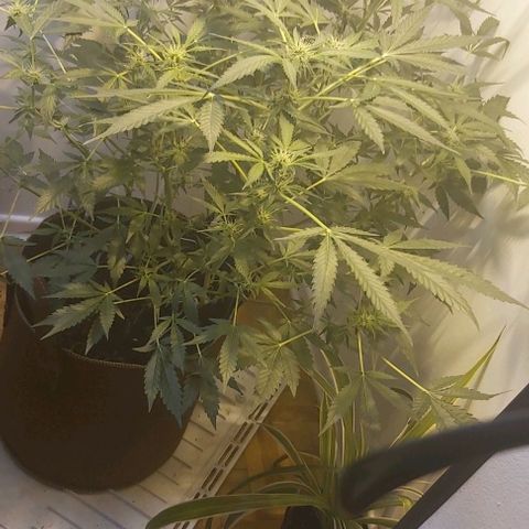 Sweet skunk auto  growlog timeline photo