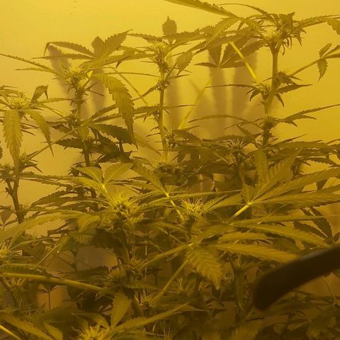 Sweet skunk auto  growlog timeline photo