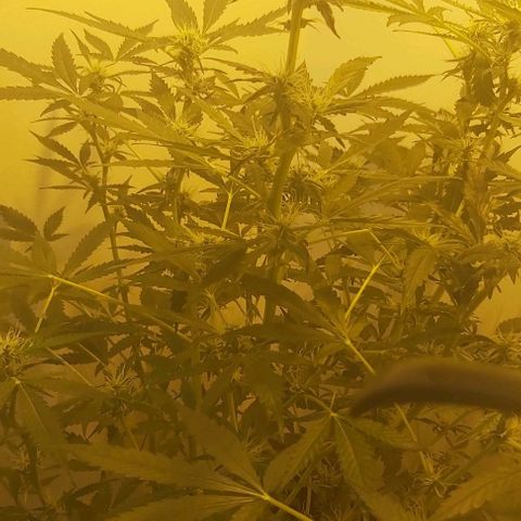 Sweet skunk auto  growlog timeline photo