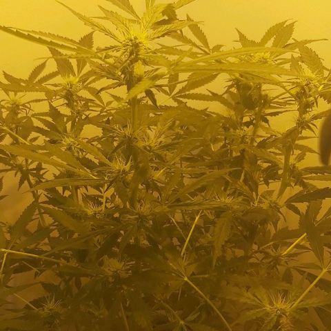 Sweet skunk auto  growlog timeline photo
