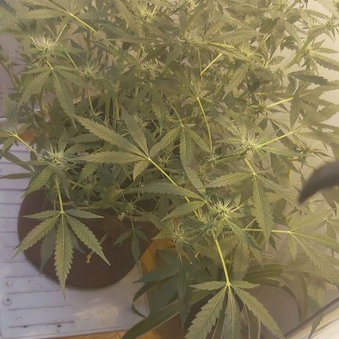 Sweet skunk auto  growlog timeline photo