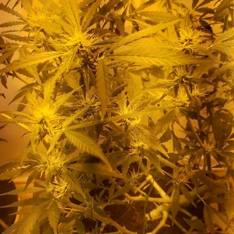 Sweet skunk auto  growlog timeline photo