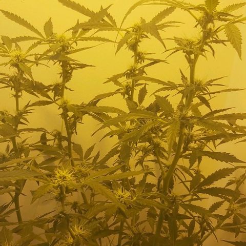 Sweet skunk auto  growlog timeline photo