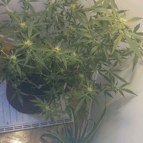 Sweet skunk auto  growlog timeline photo
