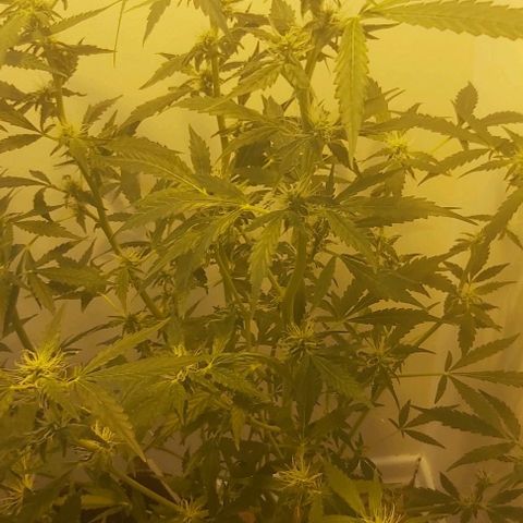 Sweet skunk auto  growlog timeline photo