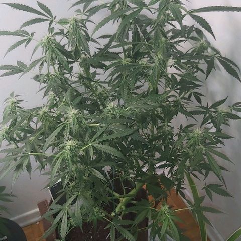 Sweet skunk auto  growlog timeline photo
