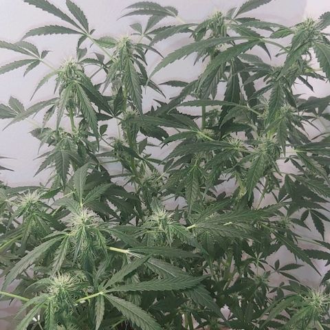 Sweet skunk auto  growlog timeline photo