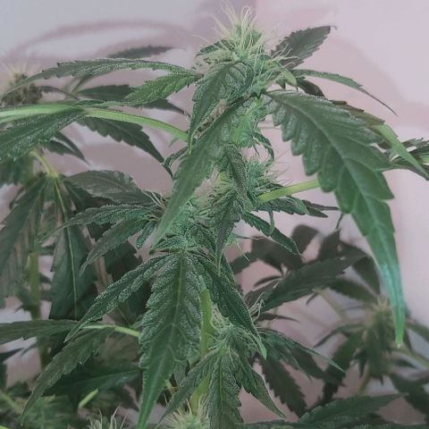 Sweet skunk auto  growlog timeline photo