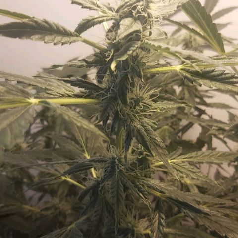 Sweet skunk auto  growlog timeline photo