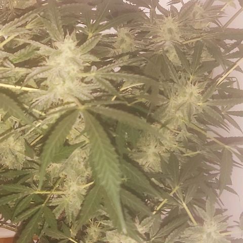 Sweet skunk auto  growlog timeline photo