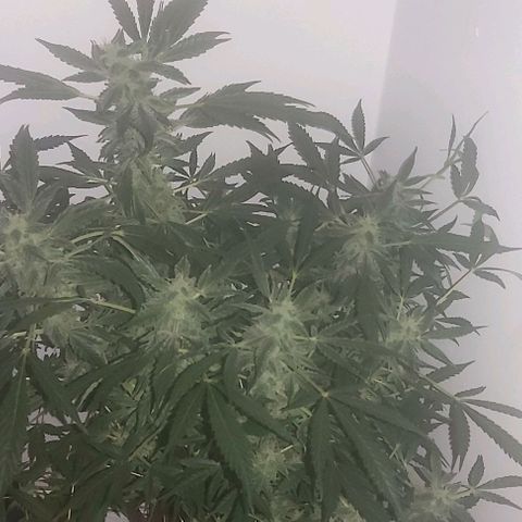 Sweet skunk auto  growlog timeline photo