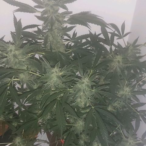 Sweet skunk auto  growlog timeline photo