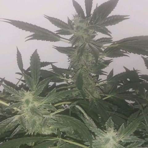 Sweet skunk auto  growlog timeline photo