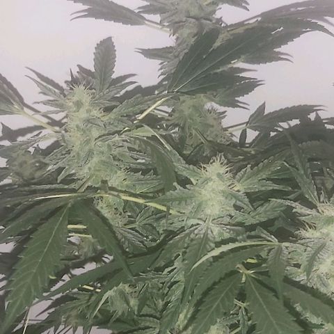 Sweet skunk auto  growlog timeline photo