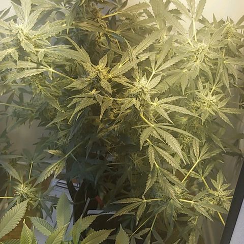 Sweet skunk auto  growlog timeline photo