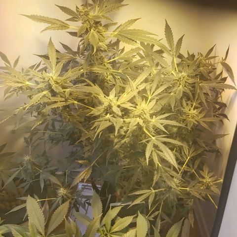 Sweet skunk auto  growlog timeline photo