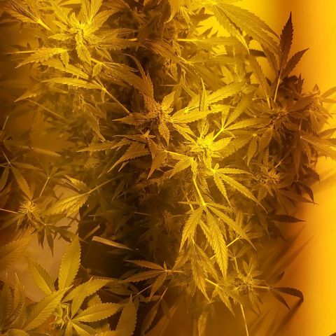 Sweet skunk auto  growlog timeline photo