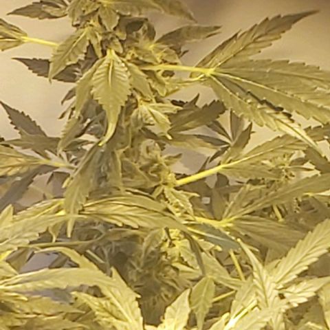 Sweet skunk auto  growlog timeline photo