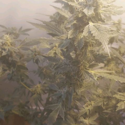 Sweet skunk auto  growlog timeline photo