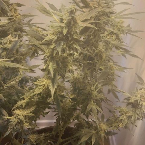 Sweet skunk auto  growlog timeline photo