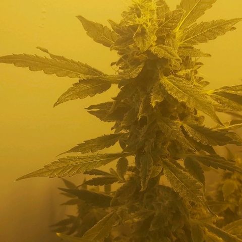 Sweet skunk auto  growlog timeline photo