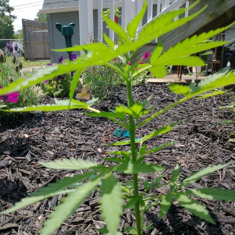 Dog Walker growlog photo: Plant 2