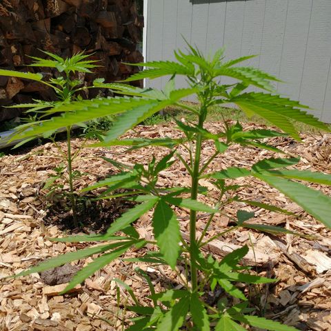 Dog Walker growlog photo: Plan4t
