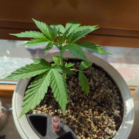 Sensi Amnesia XXL Automatic growlog timeline photo