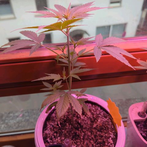 Sensi Amnesia XXL Automatic growlog timeline photo